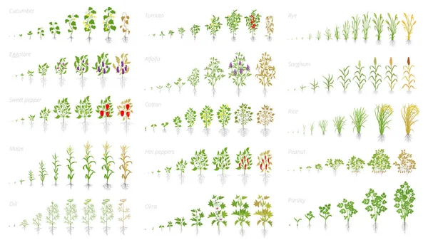 Pianta agricola, animazione set di crescita. Cetriolo pomodoro melanzane pepe mais grano e molti altri. Vettore che mostra le piante in progressione. Fasi di crescita impianto . Illustrazioni Stock Royalty Free