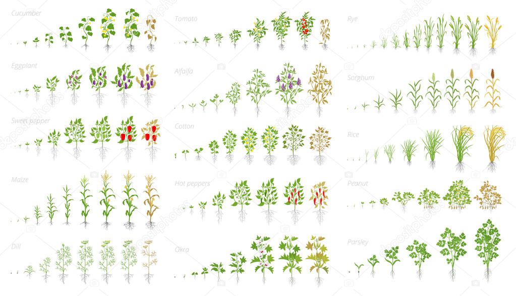 Agricultural plant, growth set animation. Cucumber tomato eggplant pepper corn grain and many other. Vector showing the progression growing plants. Growth stages planting.