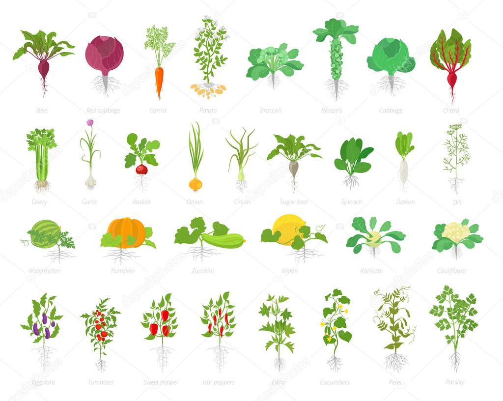 Agricultural plant icon set. Vector farm plants. Beets cabbage carrots potatoes celery garlic and many other. Popular vegetables set.