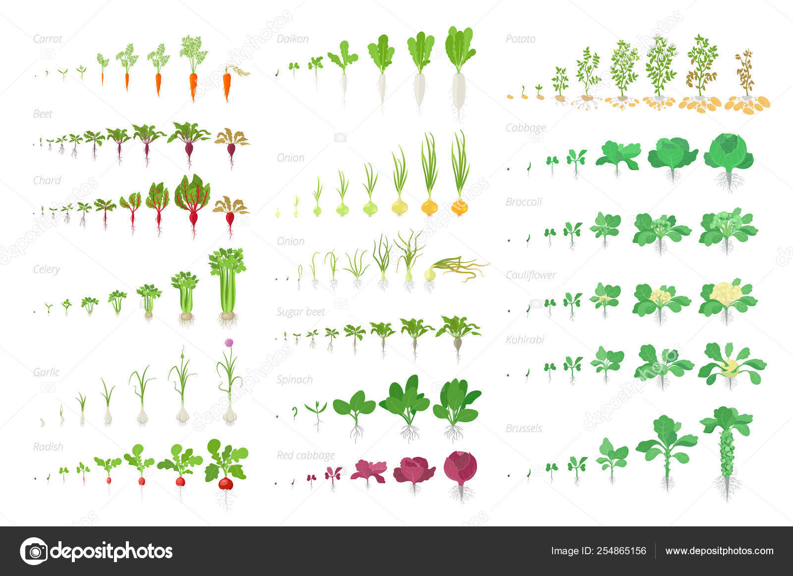Vegetables agricultural plant, growth big set animation. Vector infographics showing the