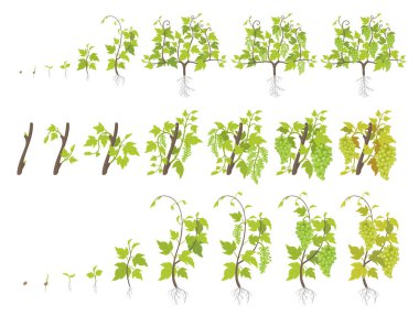 Üzüm bitkinin büyüme aşamaları. Bağ dikimi artış aşamaları. Vektör Illustration. Vitis vinifera hasat edildi. Olgunlaşma dönemi. Yaşam döngüsü. Beyaz arka planda üzüm.