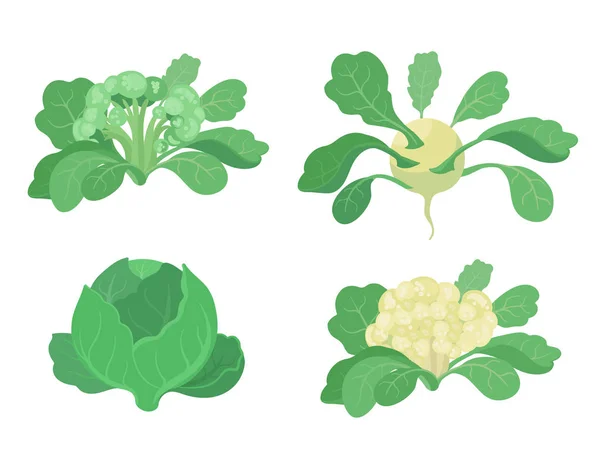 Kål set. Broccoli Kohlrabi blomkål sorter av kål. Cabbages växt. Skörd grönsaken. Brassica oleracea vektor platt illustration. — Stock vektor