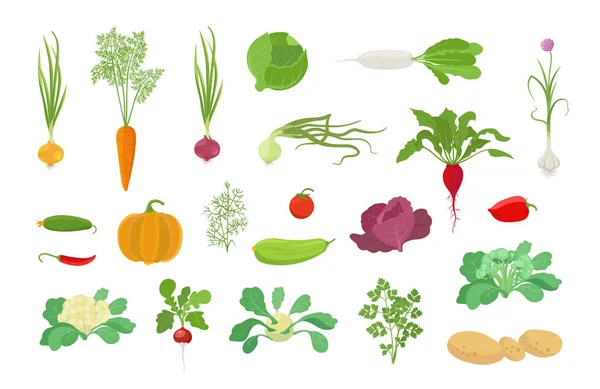 Gemüse-Ernte-Pflanzen-Symbol gesetzt. Vektorfarmpflanzen. Zwiebel-Karotten-Kohl, Knoblauch-Kürbis-Dill-Tomate und viele andere. Beliebtes Gemüse-Set. — Stockvektor