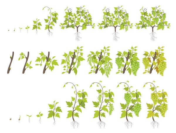 Etapy wzrostu roślin winogronowych. Sadzenie winnic zwiększa fazę. Ilustracja wektorowa. Vitis vinifera zebranych. Okres dojrzewania. Cyklu życia. Winogrona na białym tle. — Wektor stockowy