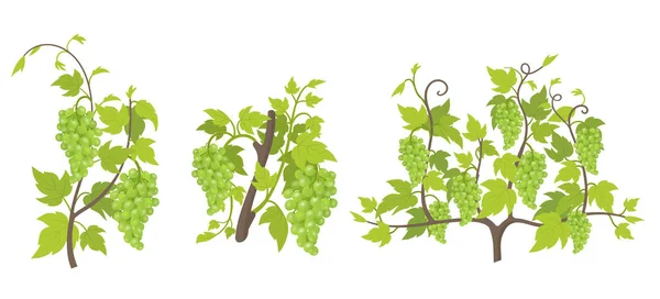 Groeistadia van de druiven plant. Wijngaard aanplant verhoging fasen. Vector illustratie. Vitis vinifera geoogst. Rijpingsperiode. De levenscyclus. Druiven op witte achtergrond. — Stockvector