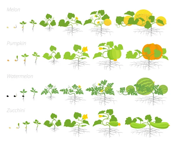 Ensemble de cucurbitacées plantes d'animation de croissance. Melon de citrouille et courgette pastèque ou courgette. Infographies vectorielles montrant la progression des plantes en croissance . — Image vectorielle