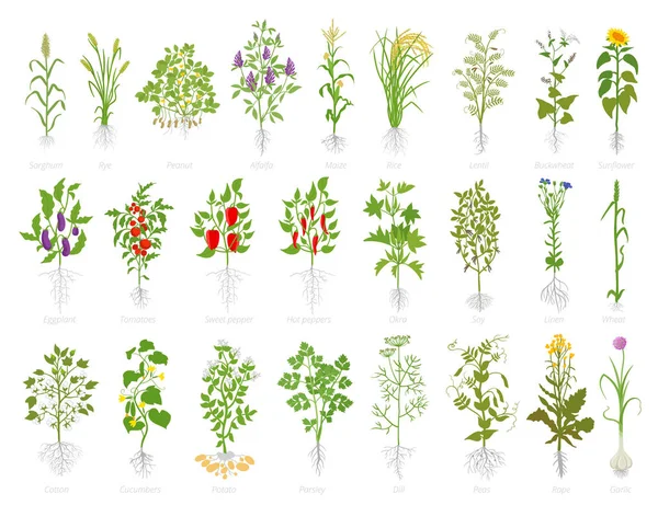 Agricultural plant icon set. Vector farm plants. Cereals wheat alfalfa corn rice soybeans lentils and many other. Popular vegetables set. — Stock Vector