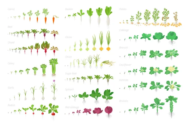 Vegetali pianta agricola, la crescita grande animazione set. Infografica vettoriale che mostra le piante in progressione. Fasi di crescita impianto. Carote sedano aglio cipolle cavolo patate e molti altri Illustrazioni Stock Royalty Free