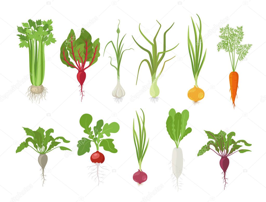 Vegetables harvest plant icon set. Vector farm plants. Popular vegetables set. Carrot beet celery garlic radishes daikon and onion.