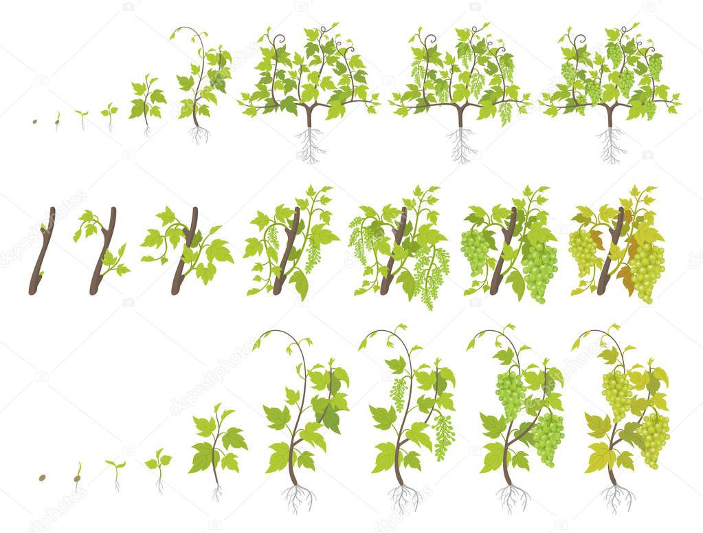 Growth stages of grape plant. Vineyard planting increase phases. Vector illustration. Vitis vinifera harvested. Ripening period. The life cycle. Grapes on white background.