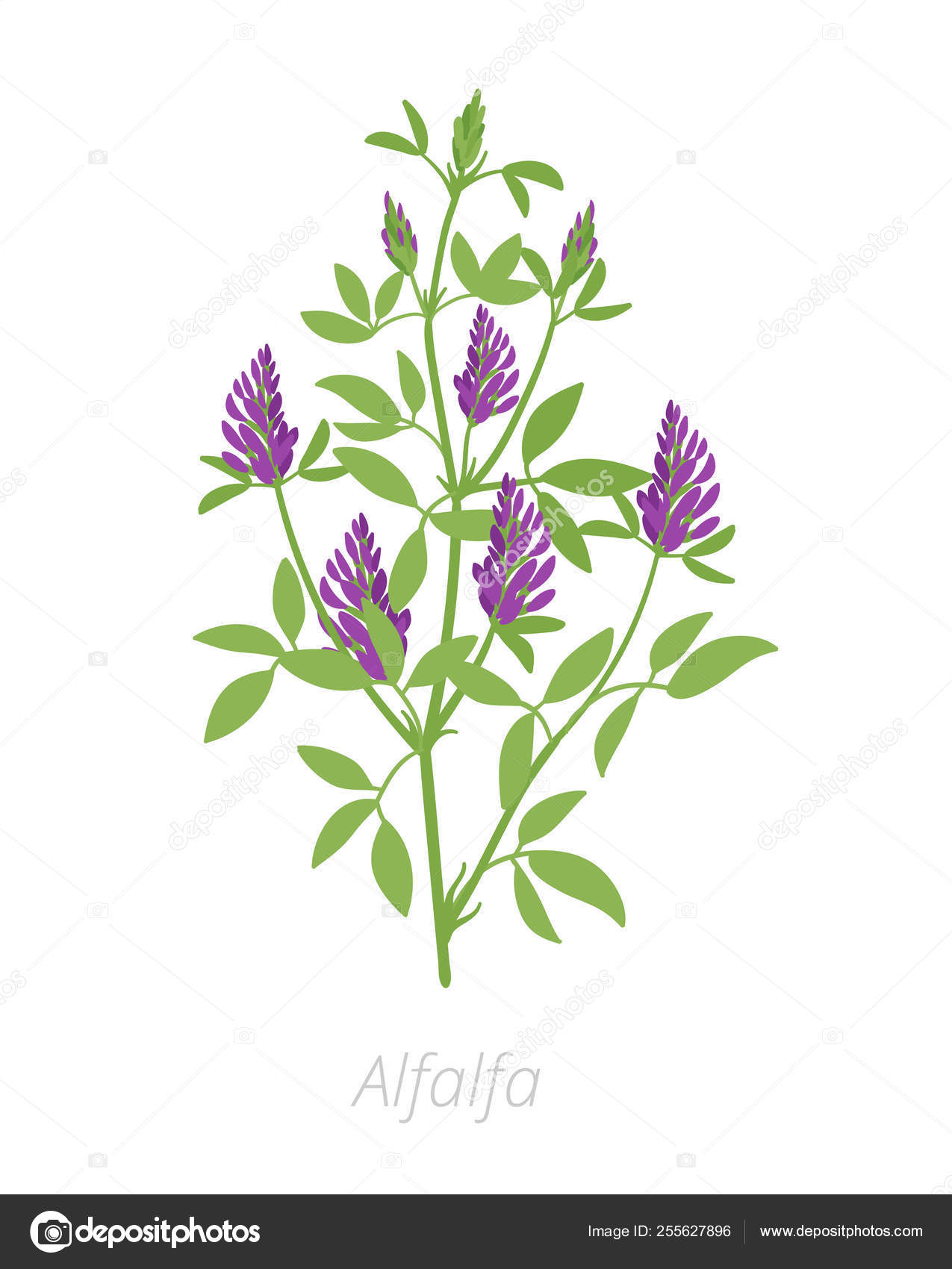 Alfalfa plant. Medicago sativa. Lucerne Agriculture cultivated plant