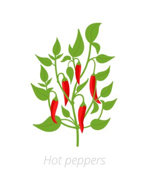Kırmızı biber bitki. Vektör Illustration. Capsicum annuum. Kırmızı biber. Beyaz arka planda.