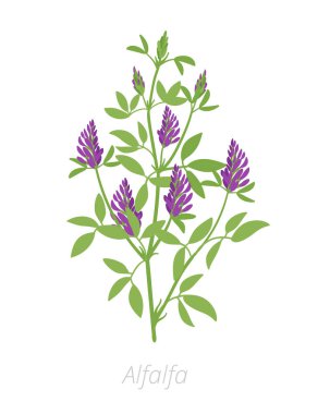 Alfalfa fabrikası. Medicago sativa. Lucerne tarım bitki yetiştirilmiş. Yeşil yaprakları. Düz vektör renk Illustration clipart.