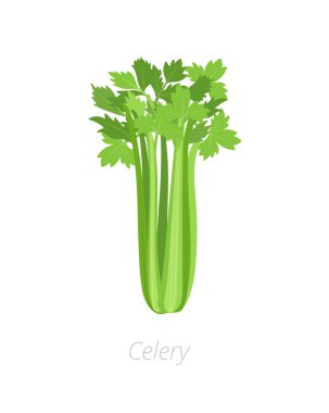 Kereviz fabrikası. Sebze topla. Apyum graveolens. Tarım yetiştirilmiş bitki. Yeşil yaprakları. Düz vektör renk Illustration clipart.