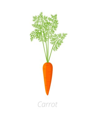 Havuç fabrikası. Daucus carota. Turuncu havuç kök sebze dokunun. Tarım yetiştirilmiş bitki. Yeşil yaprakları. Düz vektör renk Illustration clipart.