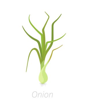 Soğan bitkileri. Ampuller büyüme biyoloji hasat. Allium. Tarım yetiştirilmiş bitki. Yeşil yaprakları. Düz renk Illustration clipart.