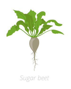 Şeker pancarı tesisi. Vektör Illustration. Beta vulgaris subsp. kök şeker üretimi için ticari olarak yetiştirilen. Beyaz arka planda.