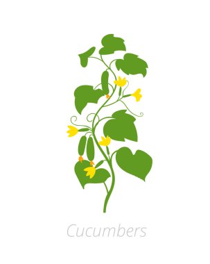 Salatalık fabrikası. Cucumis sativus. Tarım yetiştirilmiş salatalık bitki. Yeşil yaprakları. Beyaz arka planda düz renk Illustration clipart.