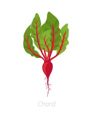 Pazı tesisi. Yaprak sapları bitki. İsviçre pazı Taproot. Beyaz arka planda vektör Illustration. Beta vulgaris.
