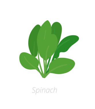 Ispanak tesisi. Yeşil yapraklı sebze hasat. Spinacia oleracea. Vektör düz Illustration.