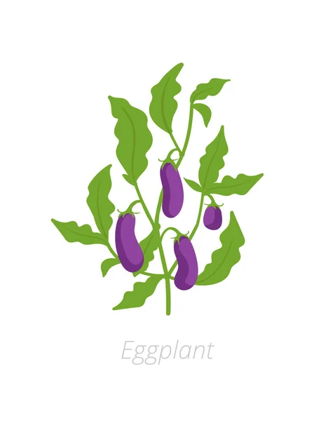 Padlizsán növény. Padlizsán, brinjal. Vektoros illusztráció. A Solanum melongena. — Stock Vector