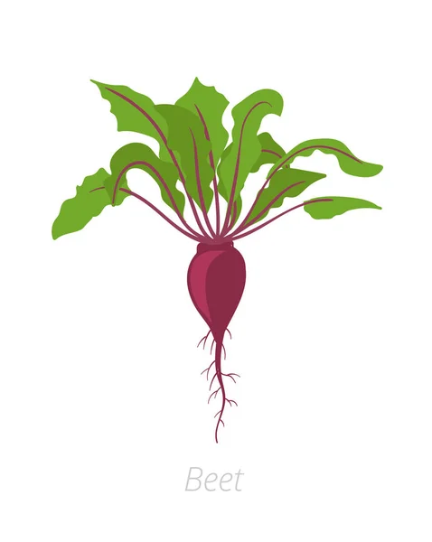 Red beetroot plant. Beet taproot. Vector illustration on white background. Beta vulgaris. — Stock Vector