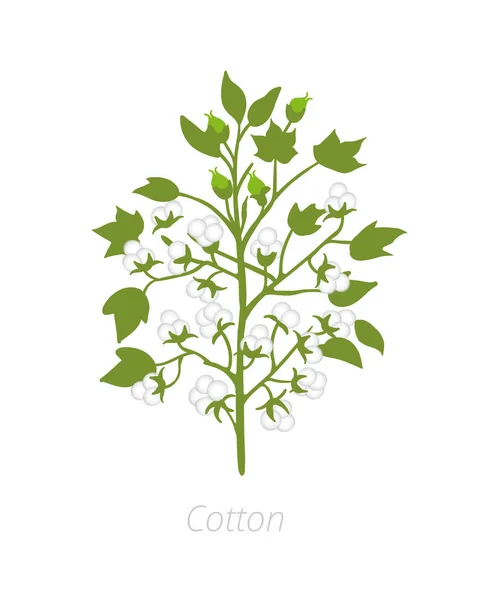 Baumwollpflanze. Vektorillustration. Gossypium, aus dem Baumwolle geerntet wird. auf weißem Hintergrund. — Stockvektor