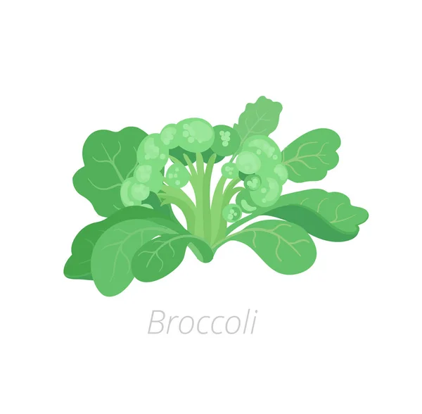 브로콜리 양배추. 브로콜리 식물. 수확 채소. 브라시카 현. 벡터 평면 그림. — 스톡 벡터