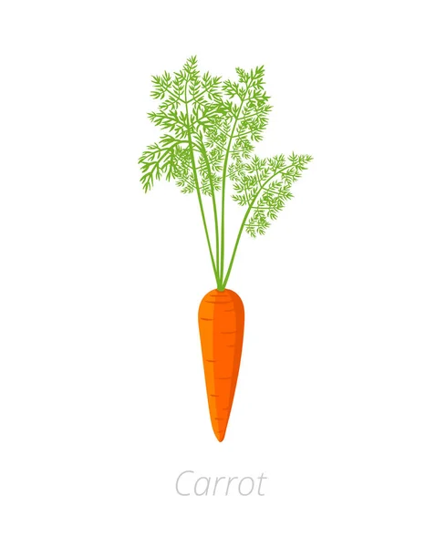 Havuç fabrikası. Daucus carota. Turuncu havuç kök sebze dokunun. Tarım yetiştirilmiş bitki. Yeşil yaprakları. Düz vektör renk Illustration clipart. — Stok Vektör