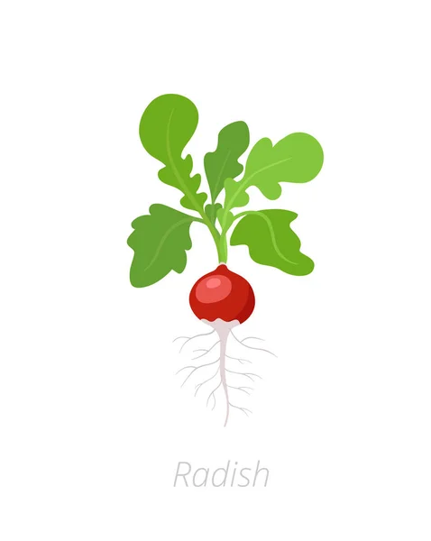 Retek növény. Raphanus raphanistrum. Retek taproot. Mezőgazdaság termesztett növény. Zöld levelek. Lapos vektor színes illusztráció ClipArt. — Stock Vector