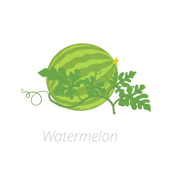 Wassermelonenpflanze. Vektorillustration. Citrullus lanatus. Wassermelone auf weißem Hintergrund. — Stockvektor