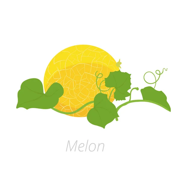 Planta de melão. Ilustração vetorial. Cucumis melo. Melão melão melão. No fundo branco. Família Cucurbitaceae . — Vetor de Stock