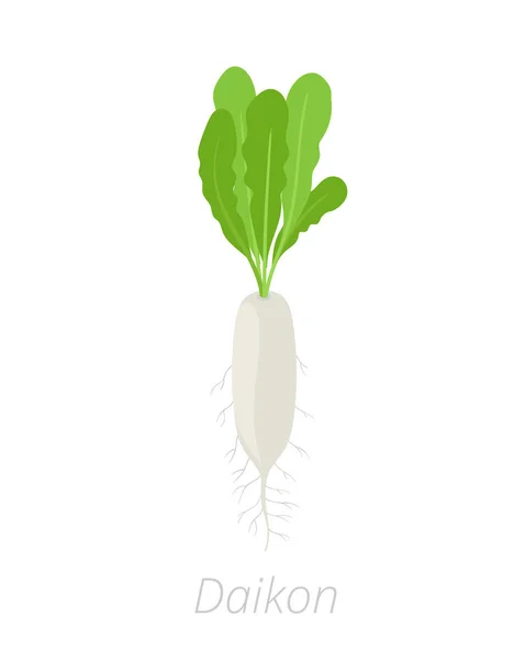 V daikon. Dlouhý bílý ředkvič. Vektorová ilustrace na bílém pozadí. Raphanus sativus. — Stockový vektor