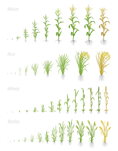 Tahıl tahıl Tarımsal bitkileri büyüme aşamaları. Tahıl artışı aşamaları. Vektör Illustration. Secale cereale. Olgunlaşma dönemi. Tahıl yaşam döngüsü.