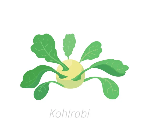 Kohlrabi zelný tuřín. Kohlrabi rostlina. Sklízet zeleninu. Brassica oleracea. Vektorová plochá ikona ilustrace. — Stockový vektor