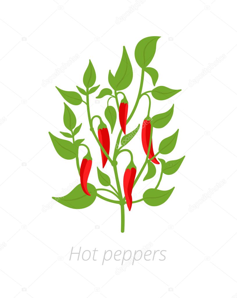 Red chili pepper plant. Vector illustration. Capsicum annuum. Cayenne pepper. On white background.