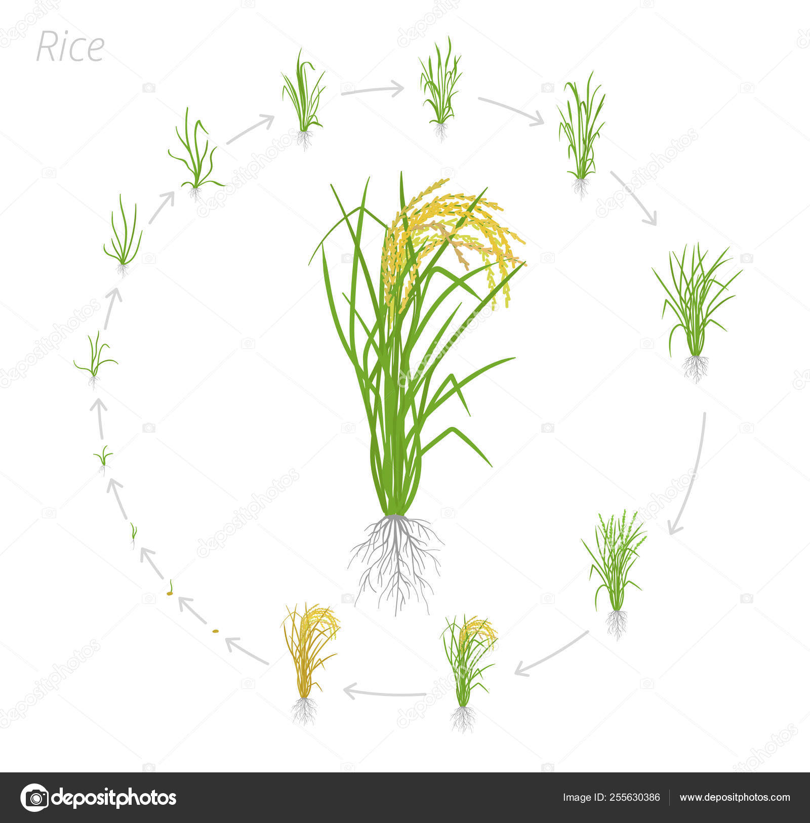 Image vectorielle Cycle de vie circulaire du riz. Stades de croissance de  la plante de riz. Phases d'augmentation du riz. Illustration vectorielle.  Oryza sativa. Période de maturation . par ©ilyakalinin - 255630386, image size:1600x1626