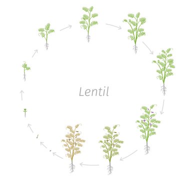 Lentil soya objektif culinaris dairesel yaşam döngüsü. Yuvarlak büyüme aşamaları vektör illüstrasyon