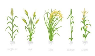 Tahıl tahıl Tarımsal bitkileri. Sorgum çavdar, pirinç Mısır ve buğday fabrikası. Vektör Illustration. Secale cereale. Tarım yetiştirilmiş bitki. Yeşil yaprakları. Düz renk Illustration clipart beyaz