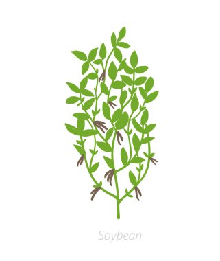 Soya Glikcine maks. Tarım Soya bitki yetiştirilmiş. Yeşil yaprakları. Beyaz arka planda düz renk Illustration clipart.