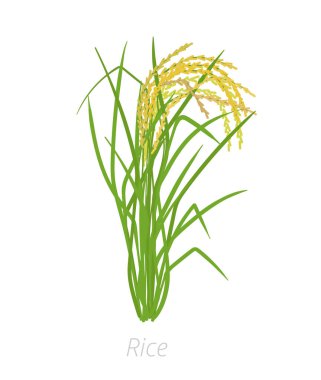 Pirinç Fabrikası. Oryza sativa. Tarım yetiştirilmiş bitki. Yeşil yaprakları. Düz renk Illustration clipart.