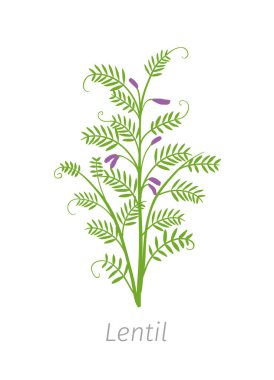 Lentil soya objektif culinaris. Tarım yetiştirilmiş bitki. Yeşil yaprakları. Beyaz arka planda düz renk Illustration clipart.