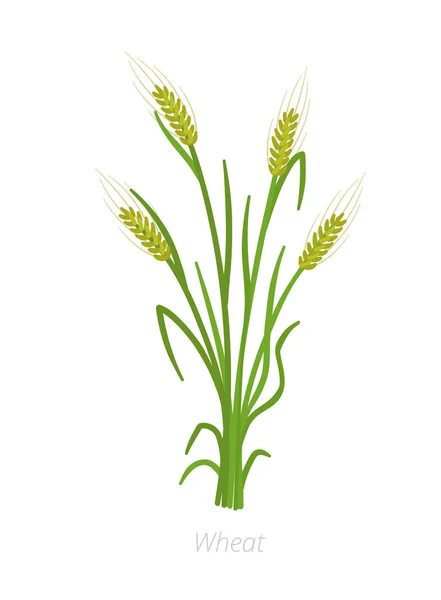 Ржаной, ячменный или пшеничный завод. Векторная иллюстрация. Светлые хлопья. Сельскохозяйственное растение. Зеленые листья. Плоский цветной клипарт . — стоковый вектор