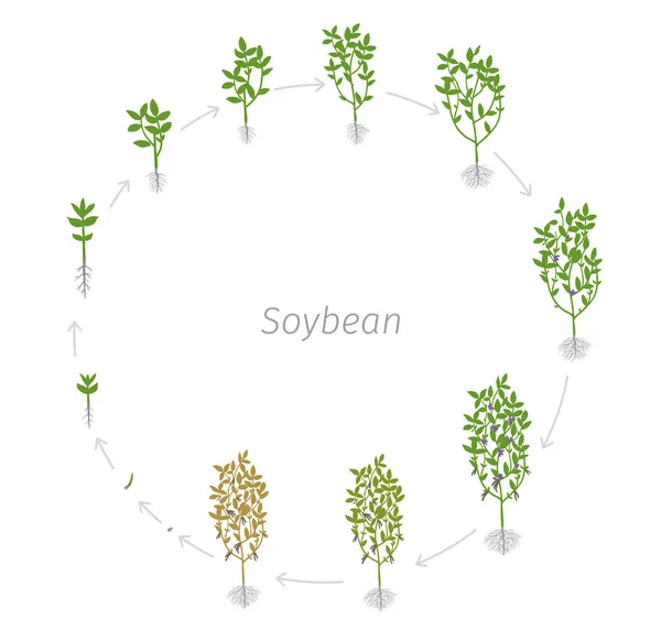 Siklus hidup melingkar Soybean Glycine max. Ilustrasi vektor tahap pertumbuhan bulat - Stok Vektor