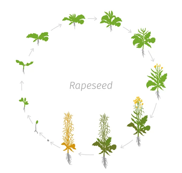Körkörös életciklus repce Brassica napus olajrepce Round növekedési szakaszban vektoros illusztráció — Stock Vector