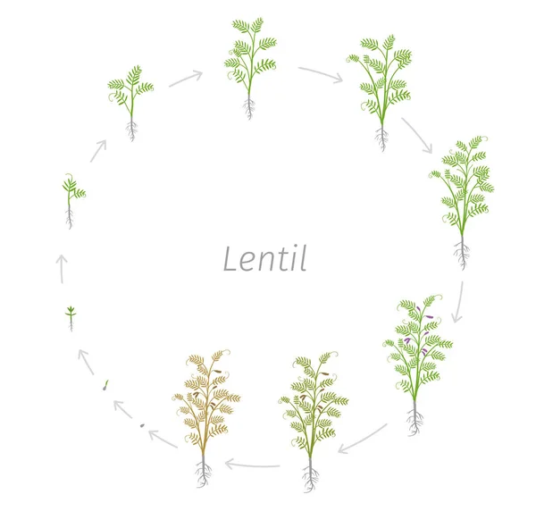 Circulaire levenscyclus van linzen soja lens culinaris. Ronde groeistadia vector illustratie — Stockvector