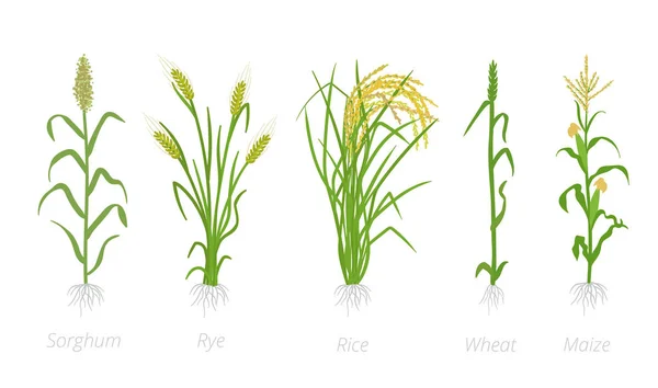 Grain cereal agricultural crops. Sorghum rye, rice maize and wheat plant. Vector illustration. Secale cereale. Agriculture cultivated plant. Green leaves. Flat color Illustration clipart on white — Stock Vector