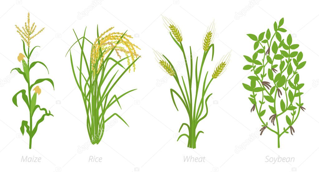 Agricultural crops. Rye, rice maize wheat and Soybean plant. Vector illustration. Secale cereale. Agriculture cultivated plant. Green leaves. Flat color Illustration clipart on white background.