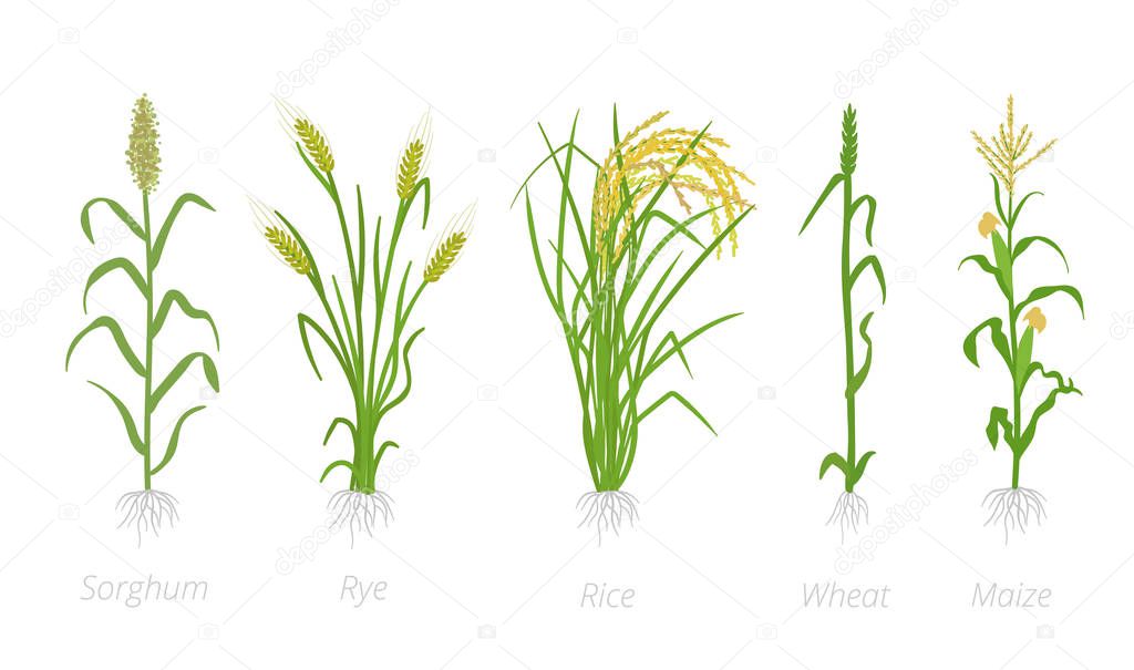 Grain cereal agricultural crops. Sorghum rye, rice maize and wheat plant. Vector illustration. Secale cereale. Agriculture cultivated plant. Green leaves. Flat color Illustration clipart on white