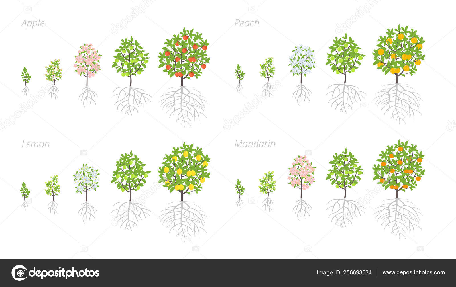 نمط الزراعة لأشجار الفاكهة